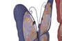 DKD Home Decor Decoración de Pared Metal Mariposa Surtido de 2