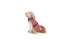 Chubasquero para Perro Dog Gone Smart Coral 35 cm