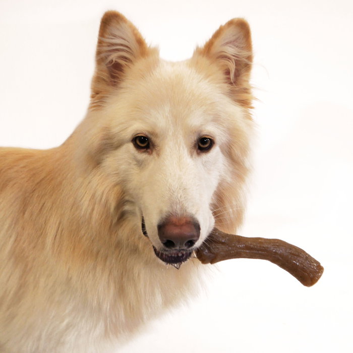 Mordedor de perro Nylabone Marrón Manteca de cacahuete XL Mordedor de perro Nylabone Marrón Manteca de cacahuete XL