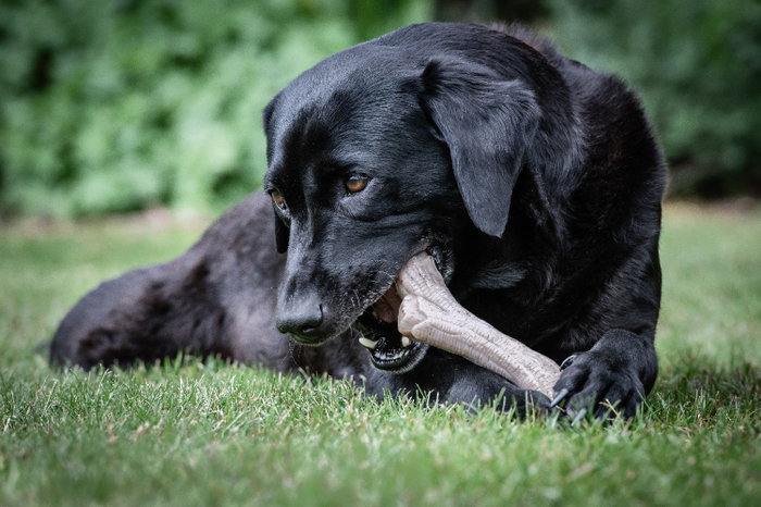 Mordedor de perro Nylabone Marrón Manteca de cacahuete XL Mordedor de perro Nylabone Marrón Manteca de cacahuete XL