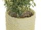 DKD Home Decor Plantas de PE y EVA Surtidas (Rosa, Amarillo, Verde)