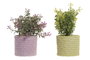 DKD Home Decor Plantas de PE y EVA Surtidas (Rosa, Amarillo, Verde)