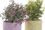 DKD Home Decor Plantas de PE y EVA Surtidas (Rosa, Amarillo, Verde)