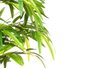 Ibergarden Maceta Bambú Pequeña Pack de 2