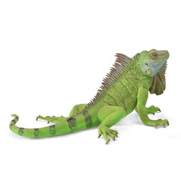 Collecta Iguana XL 88965 Figura Réplica a Escala Pintada a Mano Modelo Detallado Reptil para +3 Años