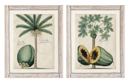 DKD Home Decor Cuadros Decorativos Abeto y Palmera Fruta (Surtido de 2) de 40x50 cm