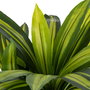 Planta Dracaena Verde Poliester 70 X 110 cm