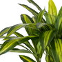 Planta Dracaena Verde Poliester 70 X 110 cm