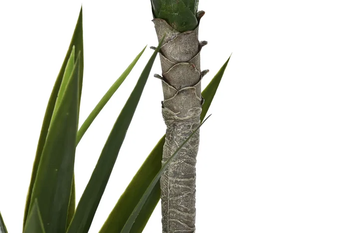 DKD Home Decor Planta de Yuca Verde 50x50x150 cm