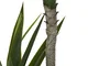 DKD Home Decor Planta de Yuca Verde 50x50x150 cm