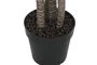 DKD Home Decor Planta de Yuca Verde 50x50x150 cm