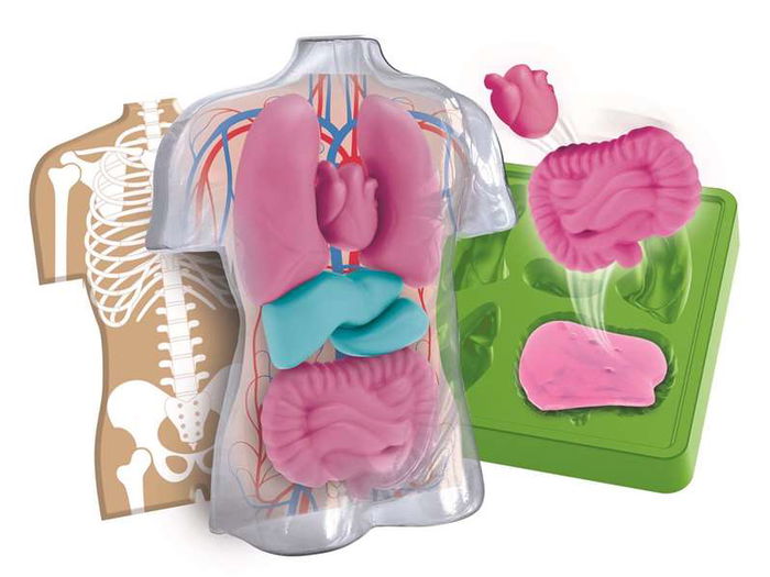 Clementoni Juego Anatomía Squishy y Órganos 21x15x5,5 cm