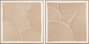 DKD Home Decor Set de 2 Cuadros Modernos de Lienzo y Cuerda 100x3,8x100 cm