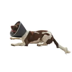 Kruuse Collar Isabelino Foam Buster 10cm 5uds Kruuse Collar Isabelino Foam Buster 10cm 5uds