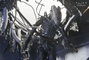 Alien: Romulus Figura Deluxe Suspended Lab Xenomorph XX121 18 cm