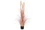 DKD Home Decor Planta Decorativa Plumero Coral y Negro 35x35x120 cm