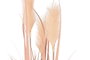 DKD Home Decor Planta Decorativa Plumero Coral y Negro 35x35x120 cm