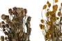 DKD Home Decor Ramo de Flores Secas Surtido 20x20x70 cm, Naranja y Amarillo