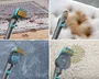 Shark StainStriker HairPro PX250EUT Quitamanchas para mascotas, Plata