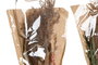 DKD Home Decor Ramo Shabby Beige Marron Claro Rosa Flor Seca 10 x 60 x 24 cm (12 Unidades)