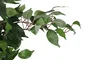 DKD Home Decor Árbol Ficus Verde 50x50x150 cm