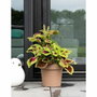 Garden Id Maceta de reserva de agua Glamour Taupe 40 cm