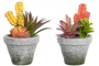 DKD Home Decor Planta Cactus Surtida PP EVA 12x11x19 cm
