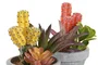 DKD Home Decor Planta Cactus Surtida PP EVA 12x11x19 cm