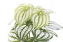 DKD Home Decor Planta Verde Negro 13 x 27 x 13 cm Plástico (4 Unidades)