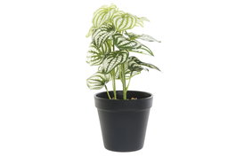 DKD Home Decor Planta Verde Negro 13 x 27 x 13 cm Plástico (4 Unidades)