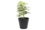 DKD Home Decor Planta Verde Negro 13 x 27 x 13 cm Plástico (4 Unidades)
