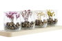 DKD Home Decor Decoración de Madera y Cristal con Flor Seca