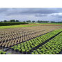 Faura Malla antihierba negra 2 x 25 m 100 g/m²