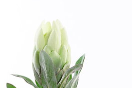 DKD Home Decor Flor 15 x 65 x 15 cm Amarillo Verde (24 Unidades)