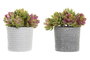 DKD Home Decor Planta Beige Gris 14.5 x 16 x 14.5 cm (4 Unidades)