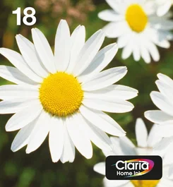 Epson Daisy Multipack 18 Gänseblümchen C13T18064511 de 4 colores