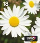 Epson Daisy Multipack 4 Colores EasyMail C13T18064511