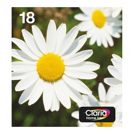 Epson Original C13T18064511 Pack Easy Mail Daisy 4 Colores Negro Cian Magenta Amarillo para Expression Home XP Serie 18ml Cartuchos Multipack