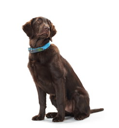 Hunter Collar Convenience Cuello 53-61cm L-XL Turquesa