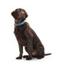 Hunter Collar Convenience Cuello 53-61cm L-XL Turquesa