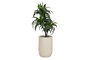 DKD Home Decor Planta de PE y Resina Verde 50x50x102 cm
