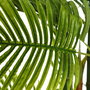 Planta Areca Palmera Verde 170 cm