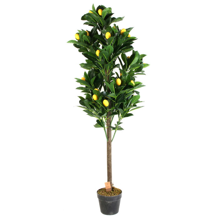 Home Deco Factory Planta Artificial Limón 120 cm - Árbol Decorativo en Maceta de PEVA y Madera Home Deco Factory Planta Artificial Limón 120 cm - Árbol Decorativo en Maceta de PEVA y Madera