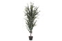 DKD Home Decor Árbol de Eucalipto Verde PE 50x50x155 cm (Pack de 2)