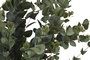 DKD Home Decor Árbol de Eucalipto Verde 50 x 155 x 50 cm Pack de 2