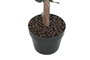 DKD Home Decor Árbol de Eucalipto Verde 50 x 155 x 50 cm Pack de 2
