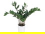 Ibergarden Planta Zamioculca 50 cm Blanca/Marrón/Verde con 6 Ramas (Set de 6)