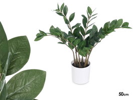 Ibergarden Planta Zamioculca 50 cm Blanca/Marrón/Verde con 6 Ramas (Set de 6)