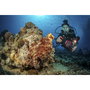 Sealife SportDiver SL400-U Carcasa Submarina para Smartphone
