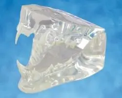 Kruuse Molde Dental Gato con Tarjeta Despiece